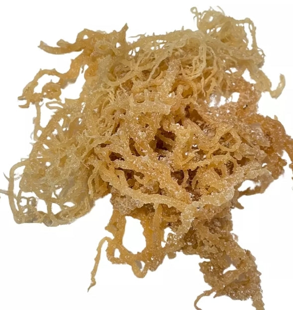 Sea Moss
(Chondrus Crispus)
 100% PURE | NATURAL