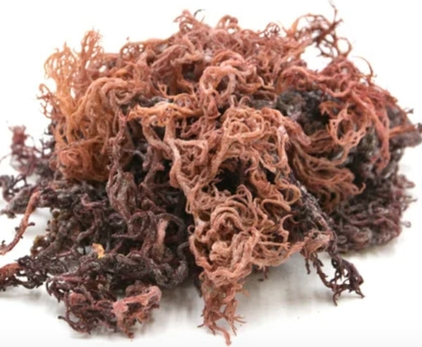 Sea Moss
(Chondrus Crispus)
 100% PURE | NATURAL