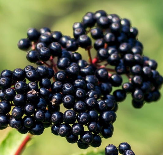 Elderberry (Whole Dried Berries)