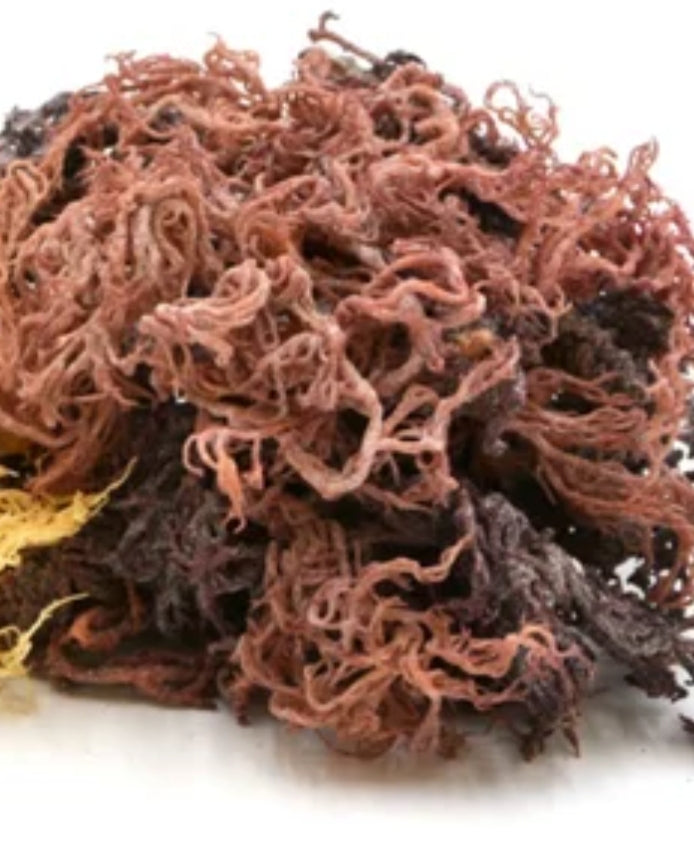 Sea Moss
(Chondrus Crispus)
 100% PURE | NATURAL
